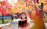 Con đường ngập tràn phong lá đỏ đẹp như phim Hàn Quốc ở Hà Nội